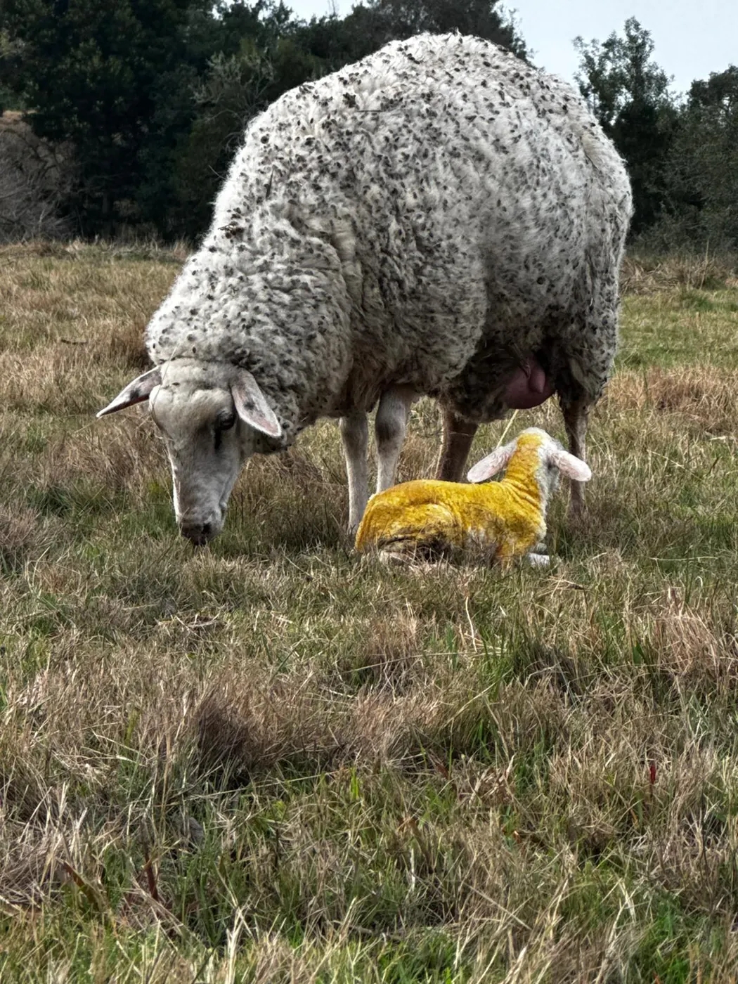 Oveja con su cordero en el campo